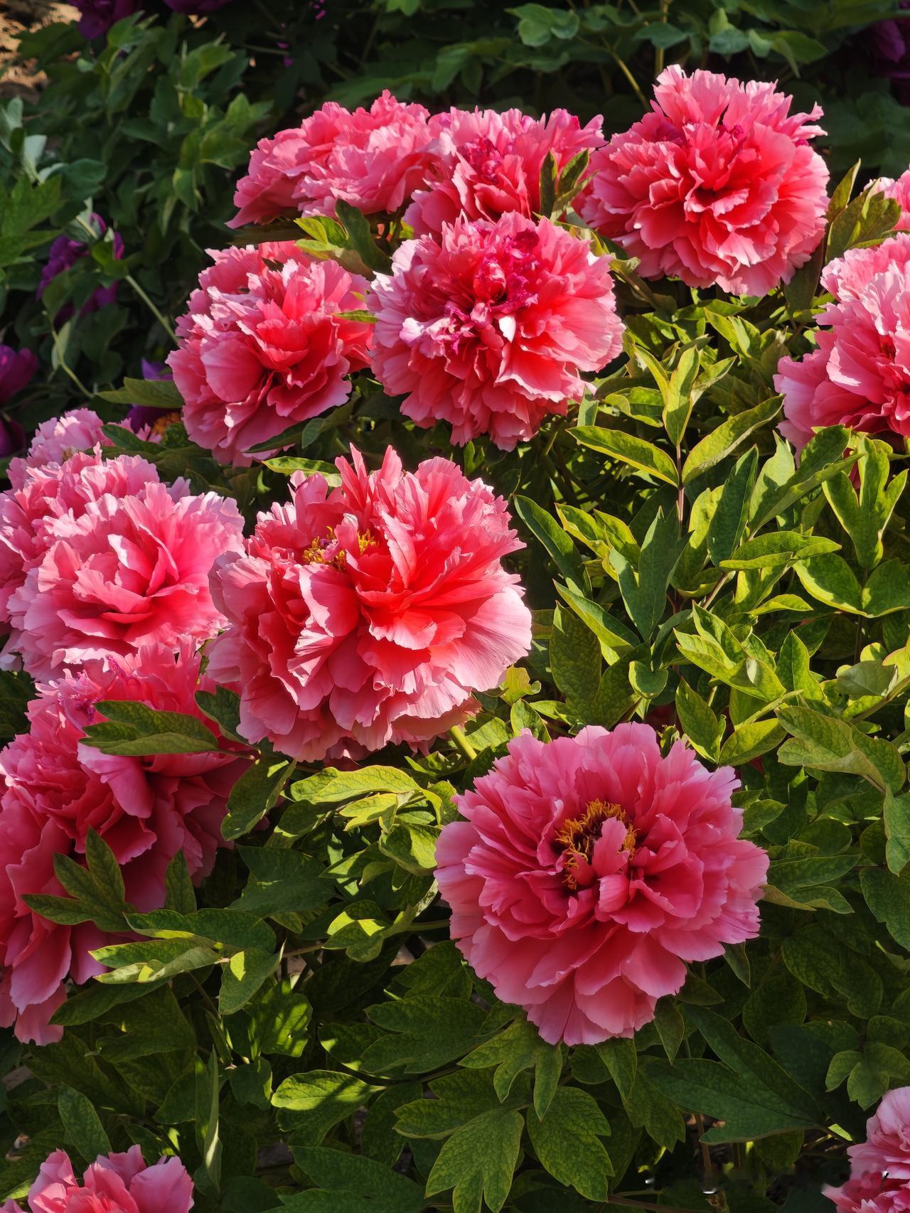 收回马上收回我自己说的蠢话。

前两天，樱花盛开的时候，我还恬不知耻、大言不惭地