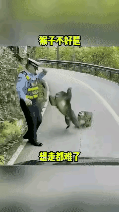 这太尴尬了！3只猴子竟然围攻一执勤交警！是不是有点胆大包天？

事情的起因是一群