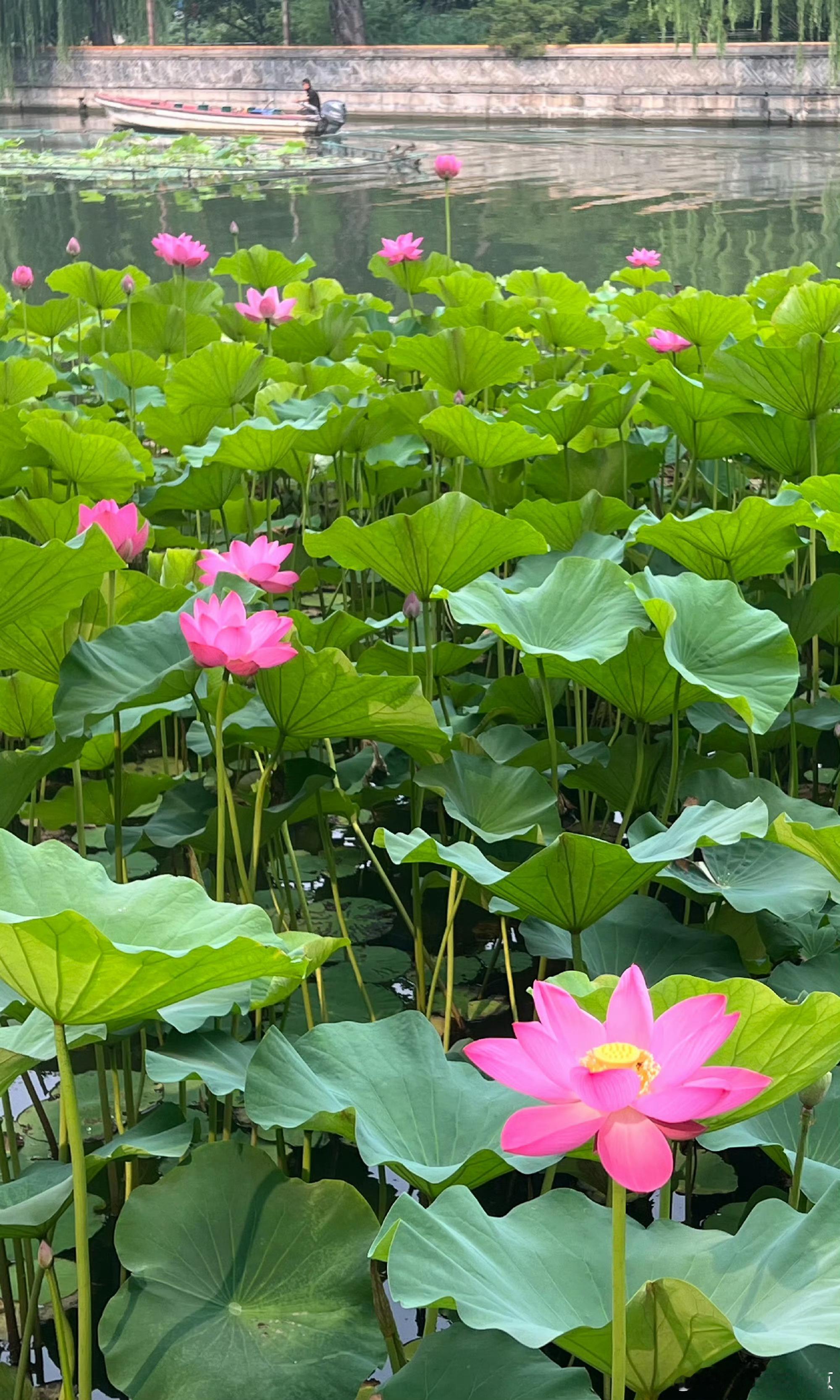 北海公园 荷花飘香摄影北京·北海公园