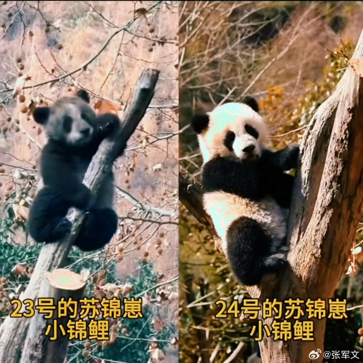 全网最黑大熊猫洗白白后什么样黑叫“小煤球”，白叫“小锦鲤”。 