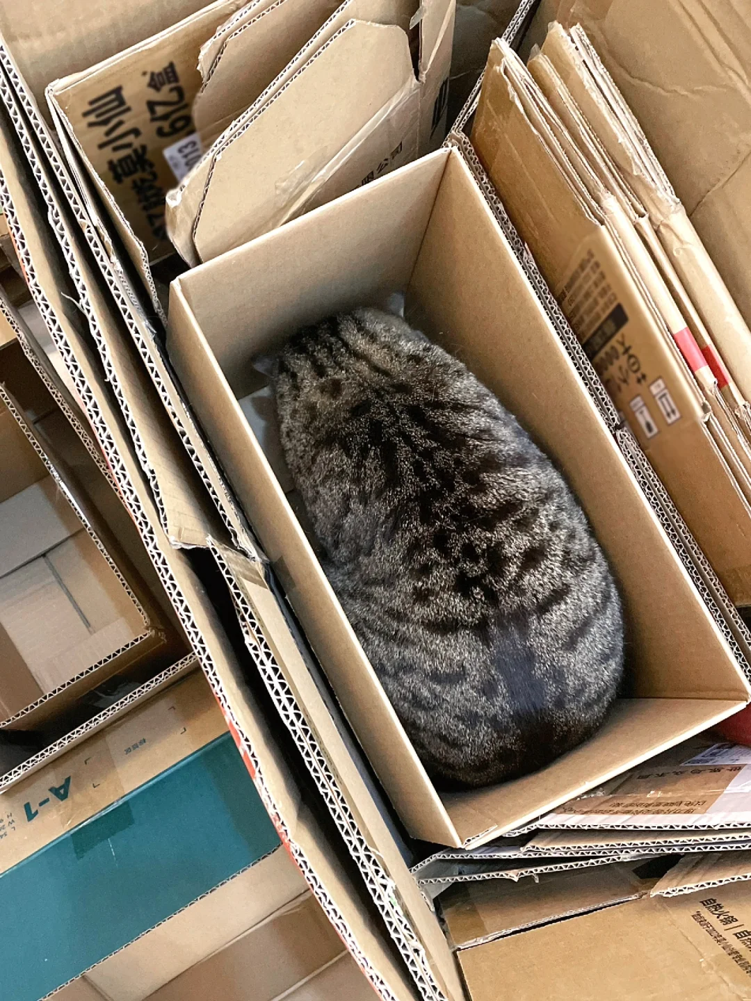 好险！我家猫差点被收废品的大爷收走！