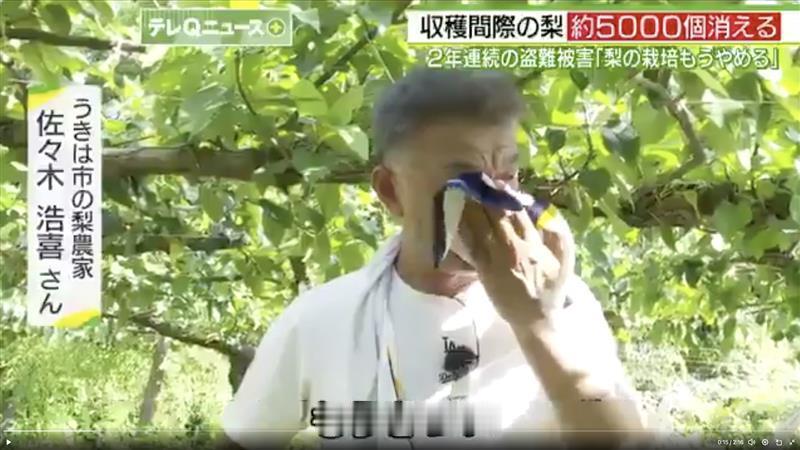 日本福冈县浮羽市的农民佐佐木浩喜哭了，哭得泪流满面。
去年他种的幸水梨被偷了六千