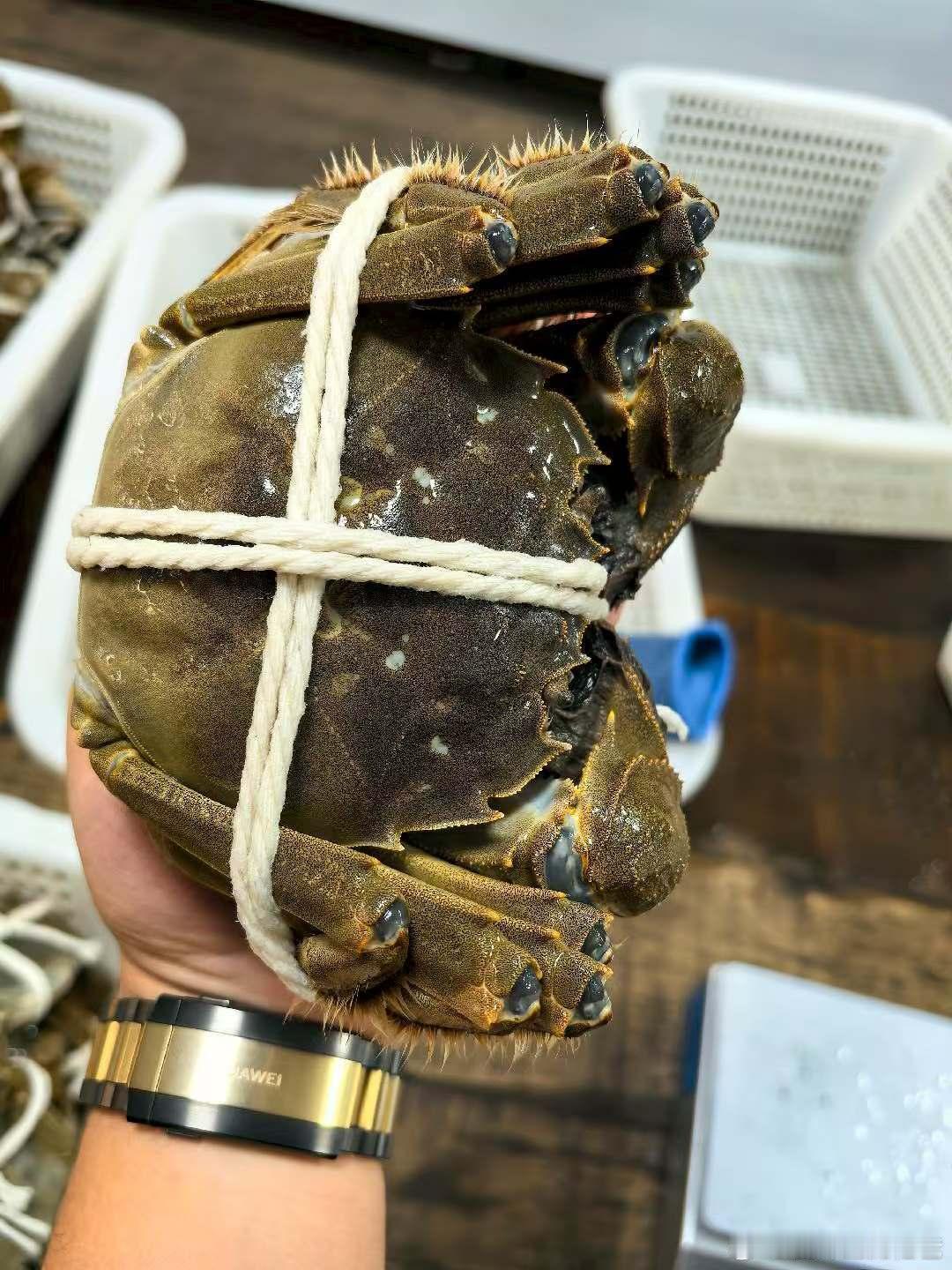 客订送礼一批，大7两公配大5两母，最大8两公6两母，一般市面上看不到的稀缺中的稀