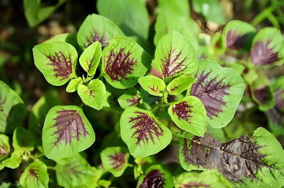6月必吃“强肝菜”！清肝火、助睡眠，鲜嫩营养高，现在吃正当季

您有没有这样的困