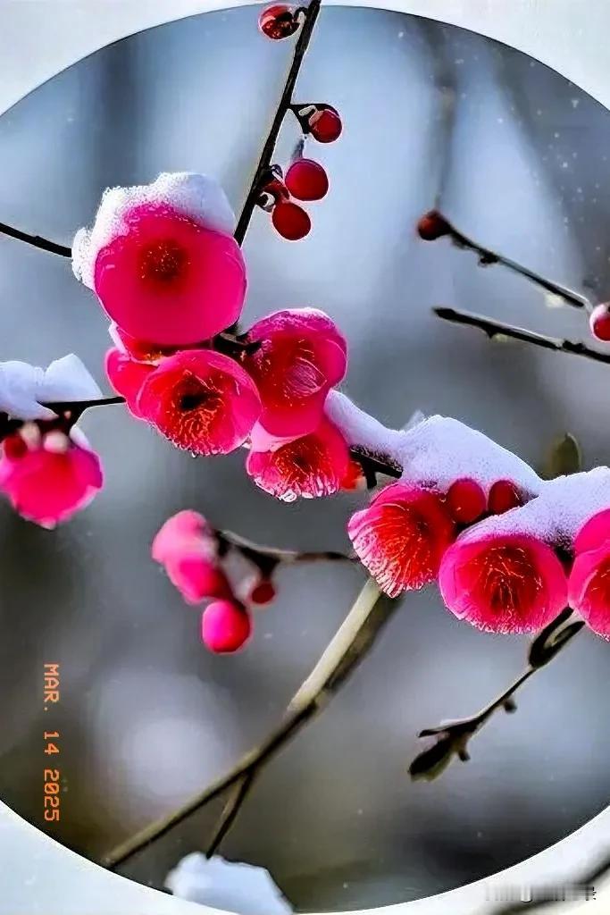 秀美春颜入画题，艳丽夏景赋诗齐。金秋枫亦染山色，银雪冬梅绽笑漪。