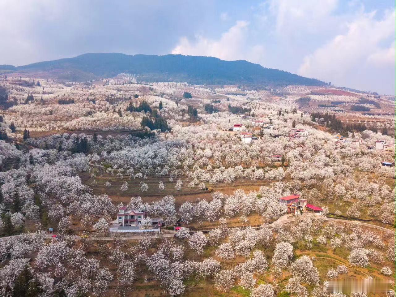 香约云南住在梨香花海里云南个旧，梨花盛开的诗行。花瓣如雪，木楼藏花林，晨露微光，