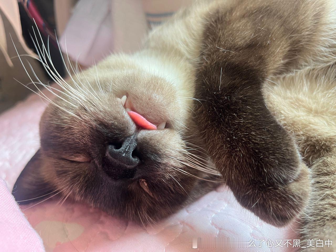4151只黑脸投喂猪肝 ​​​