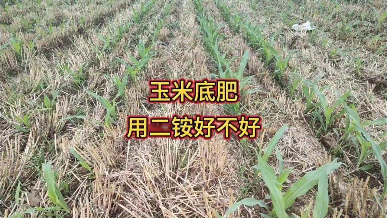 玉米底肥用二铵好吗？玉米底肥用二铵到底行不行？研究发现玉米对氮磷钾需求比例是1: