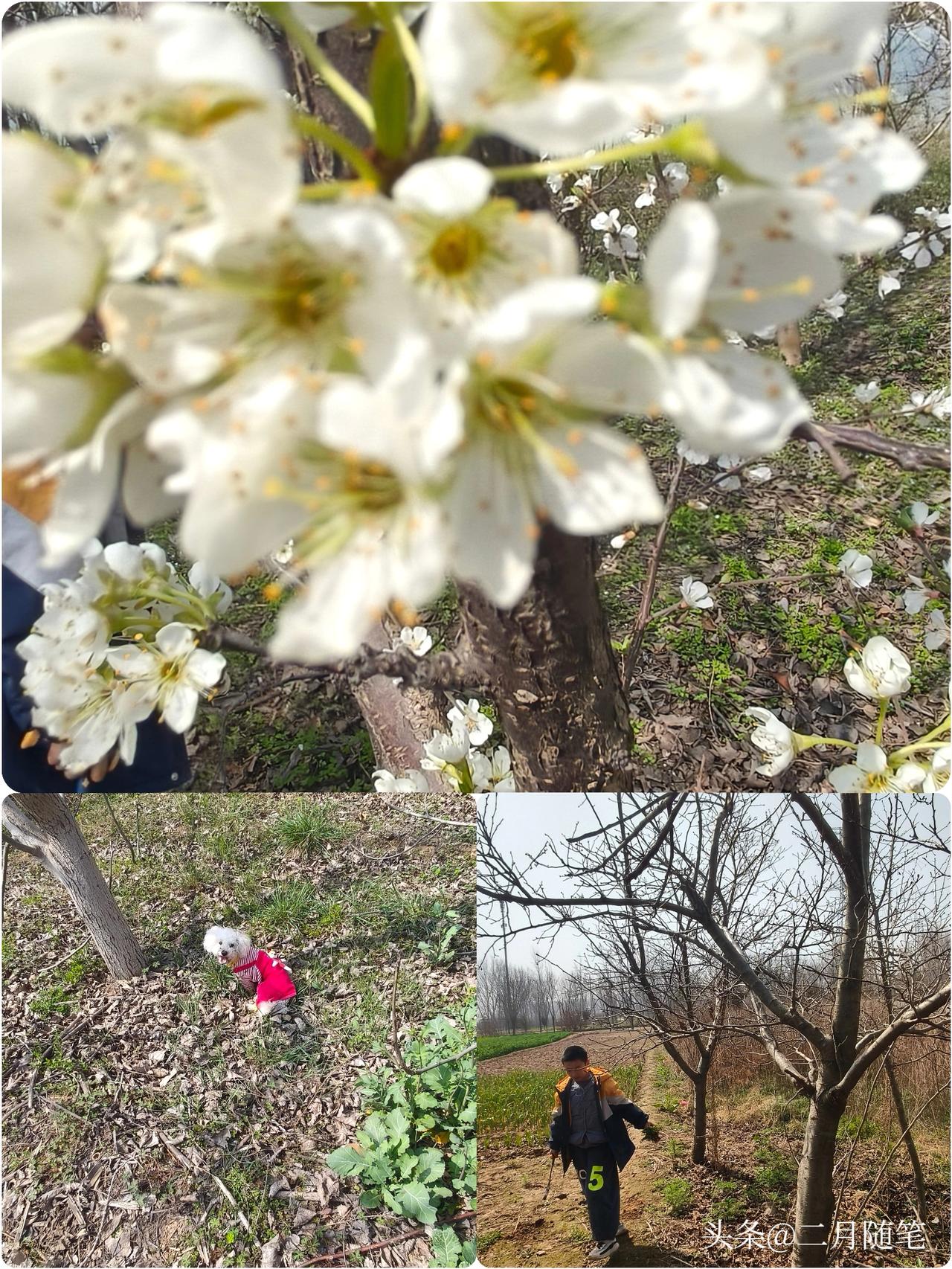 春暖花开，
春意盎然。
今天带孩子和小狗来郊外踏春啦！

你看那，
枝头上的白花