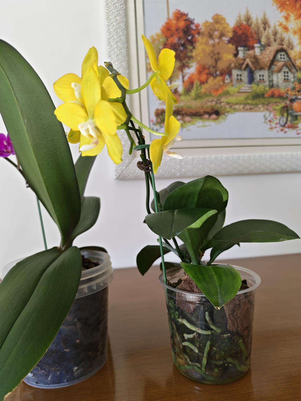 蝴蝶兰蝴蝶兰的养护，感觉湿养挺不错的，省心出门十天半个月的都是放心的。前段时间出