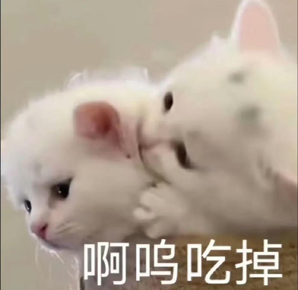 敲可爱的猫咪表情包｜小猫包可爱的🥰 