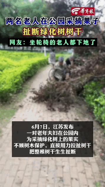 轮椅就停在旁边，两米不到，没人坐。

站着的那个人，双手拽着树枝使劲晃。一下，两