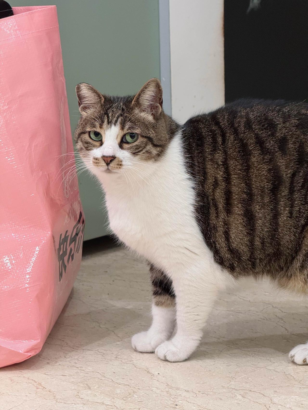 最近超级活跃的大海参煤气罐迷糊桃碧小姐～