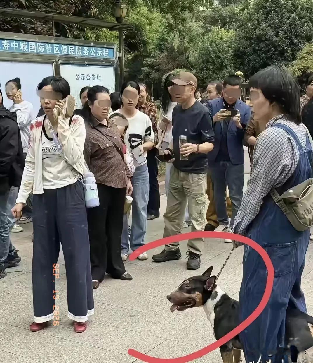 仁寿狗咬事件里，有一个容易被大家忽略的细节。

伤人惨剧刚刚发生、警方抵达前，现