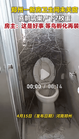 “太幸运了！”河南郑州，一新房的卫生间长时间没有关窗，喜鹊竟在窗户搭起窝，还下了