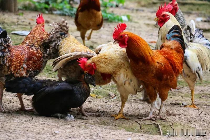 来聊聊十二生肖的经济状况。属鼠的人机智敏锐，对数字和财务敏感，理财投资有优势。4