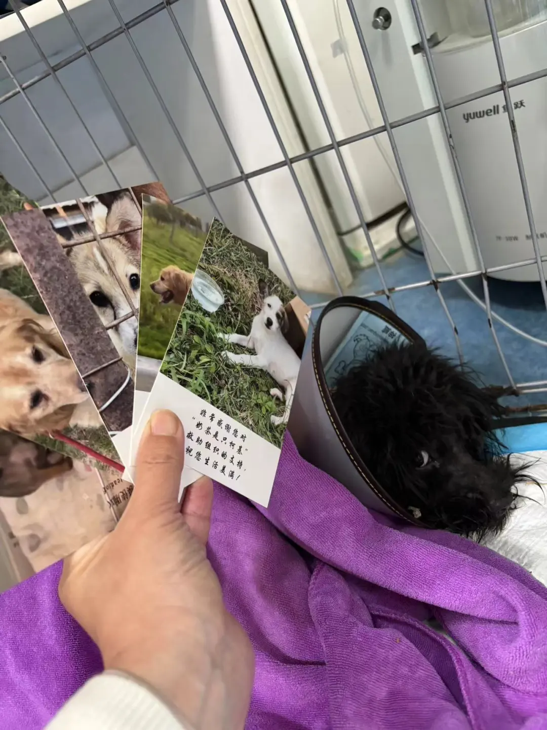 黑宝卖明信片给自己治疗快被勒断的bo 子