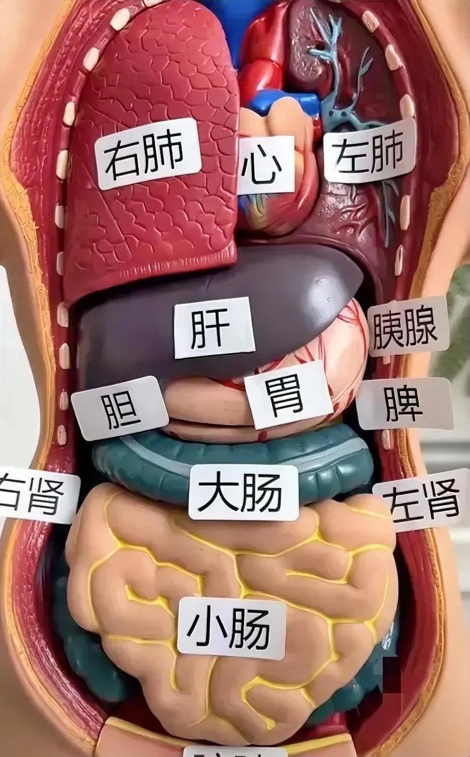 看病！[白眼]
去医院，为啥检查“五花八门”？

把人体躯干剖开，露出脏器，各种