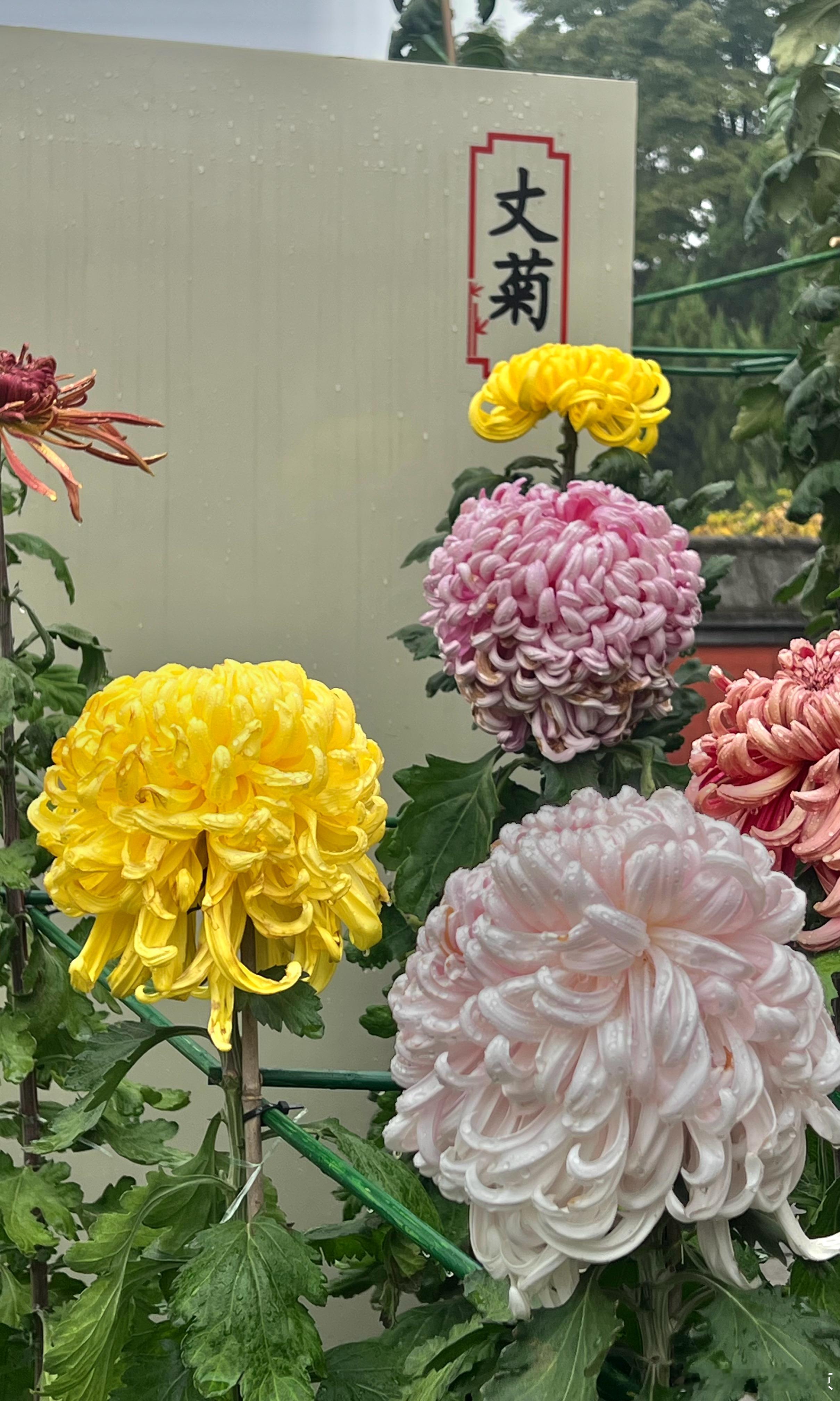 大美中国北京的秋色 北海公园 阐福寺 菊花展打卡美丽的中国超话 北京·北海阐福寺