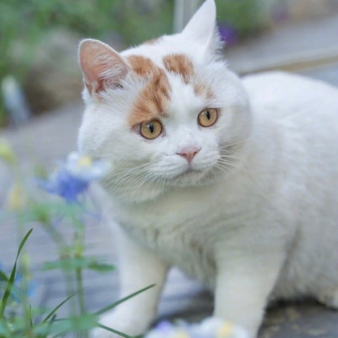 还记得曾经那只因为委屈表情走红的小流浪猫吗~已经被好心小姐姐收养啦[惊喜]取名叫