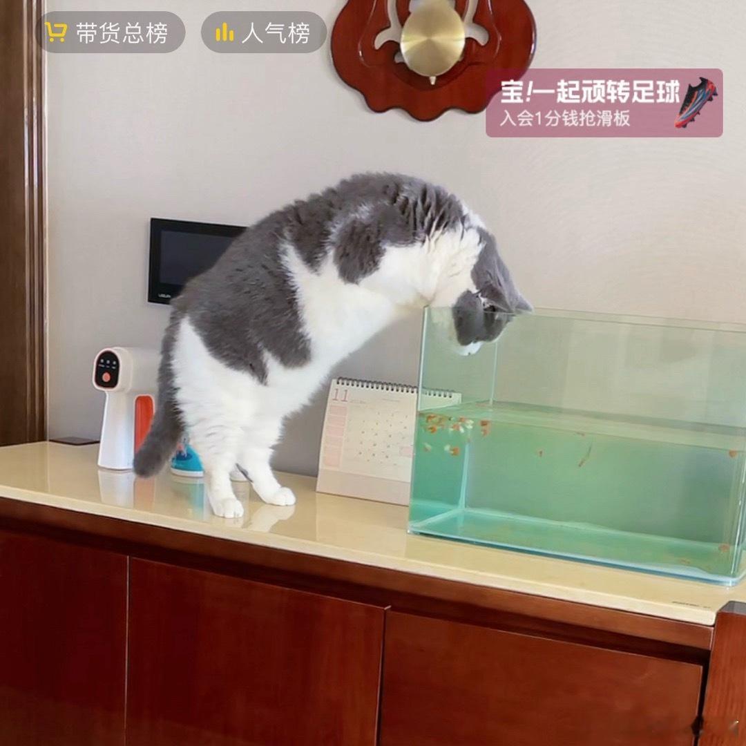 圆圆真滴是一个很灵动滴小毛咪 