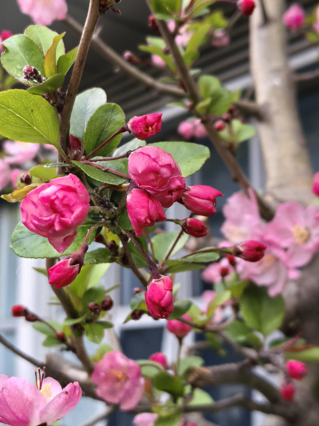 好花看到半开时
春天，各种花事繁忙，一波接一波。
当下，海棠争艳。其中，垂丝海棠