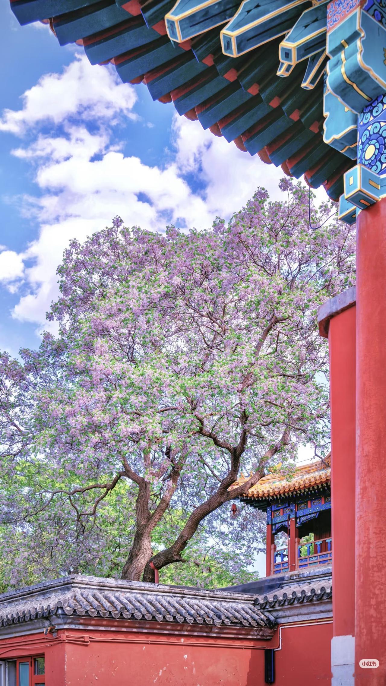 北海公园苦楝树· 楝花风至，春尽夏至

📍精准定位与交通

​​具体位置：​​