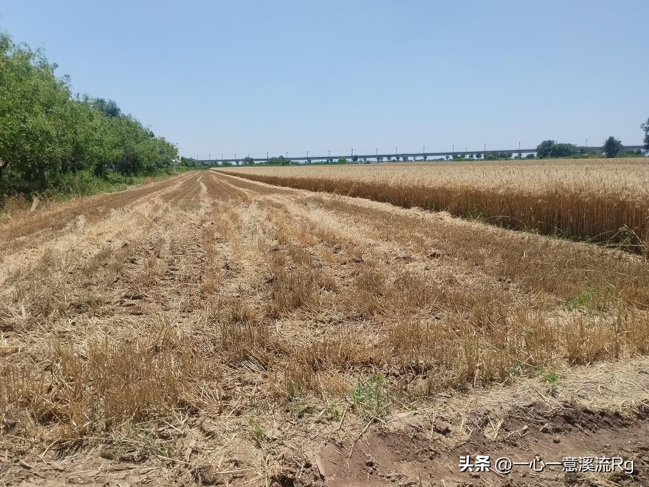 众友友下午好！
我们这里的冬小麦，开镰了，开始收割了，乡间的小路上还有雨后留下水