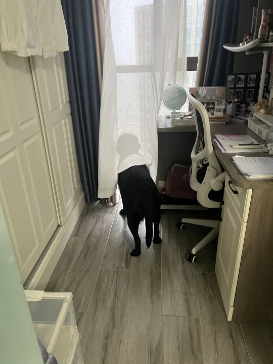 看了看窗外，又有自己的想法了😁