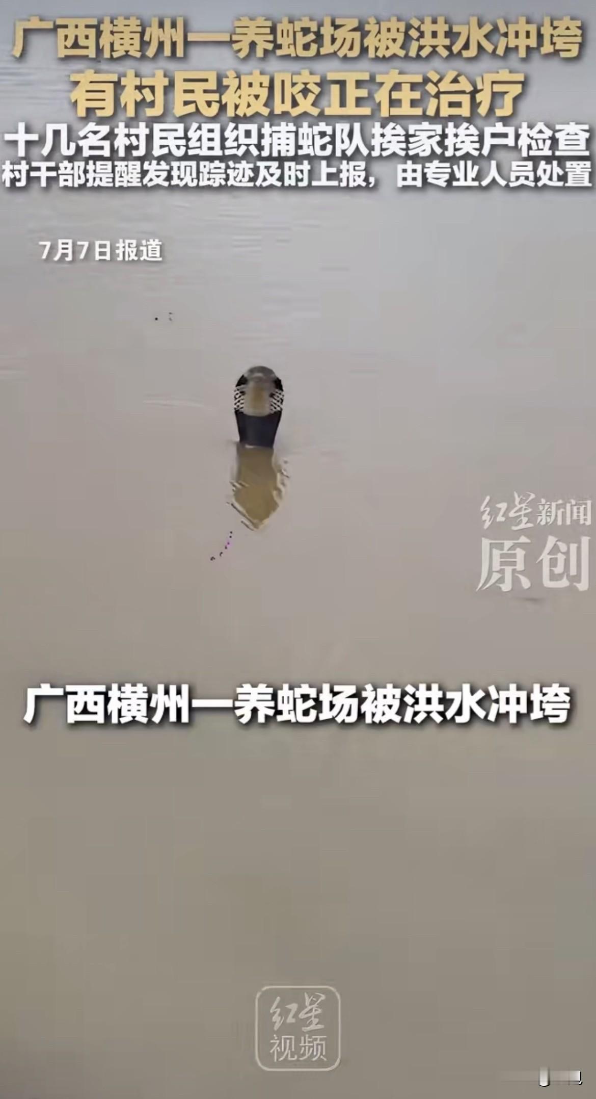 广西横州一个养蛇场被洪水冲了。

跑了八九百条蛇。眼镜蛇、王锦蛇、水律蛇都有。一