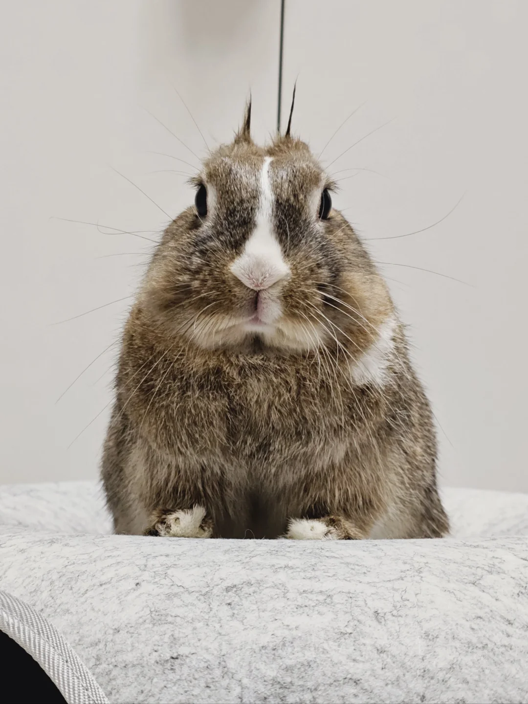 眼神坚毅的偷油婆兔