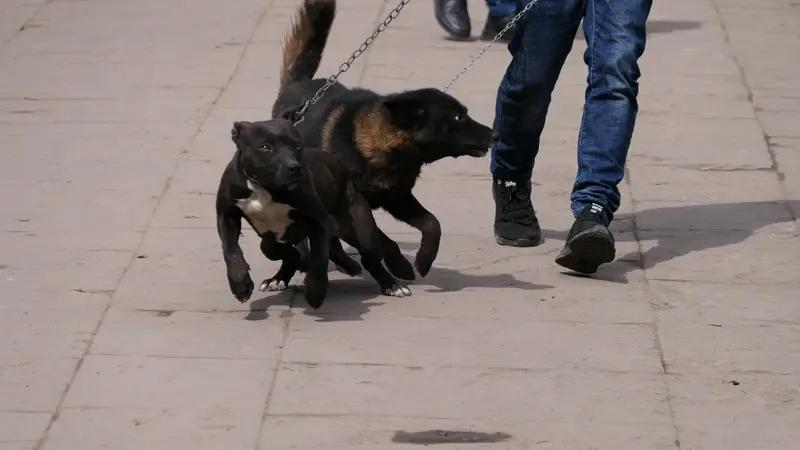 八旬老太擅闯乡间鱼塘，被两只恶霸犬撕咬致死，家属索赔50万，这事儿真让人唏嘘。