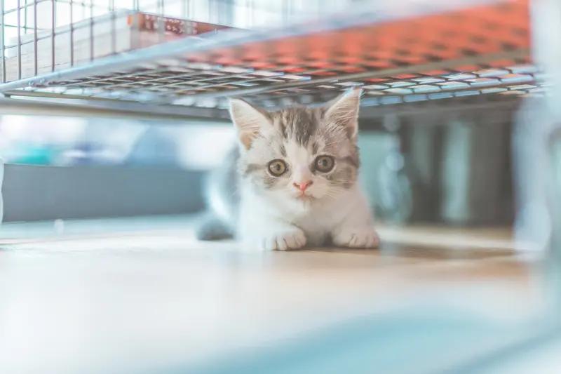 必须能晒！我家猫咪那慵懒的样子，简直是“猫间一绝”。
午后阳光正好，它找了个靠窗