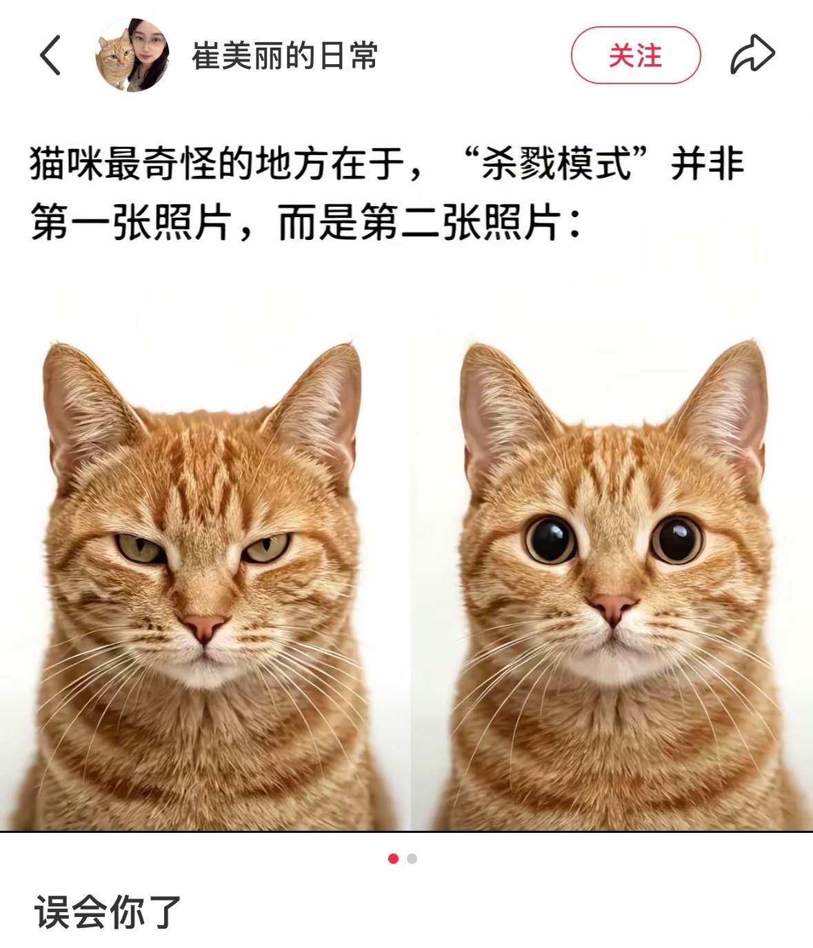 防止你不知道：猫咪的“杀戮模式” ​​​