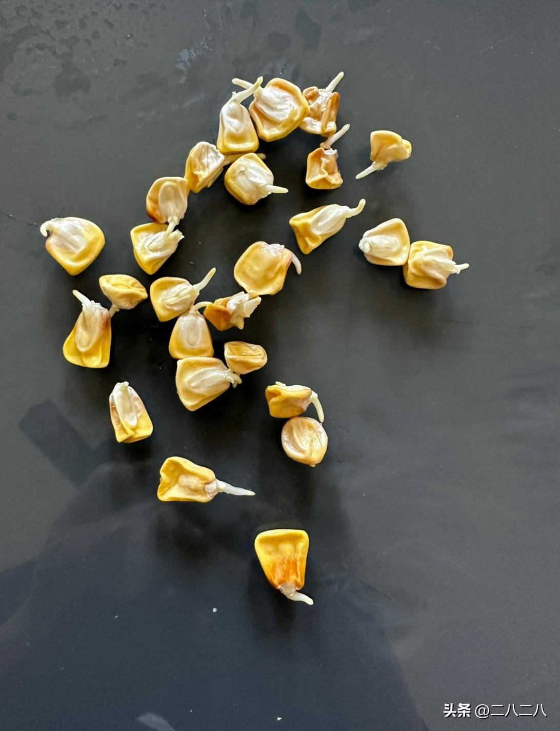 惊喜
玉米粒发芽了。

前几天收到的玉米种子把我吓了一跳，就这干瘪瘪的玉米也能发