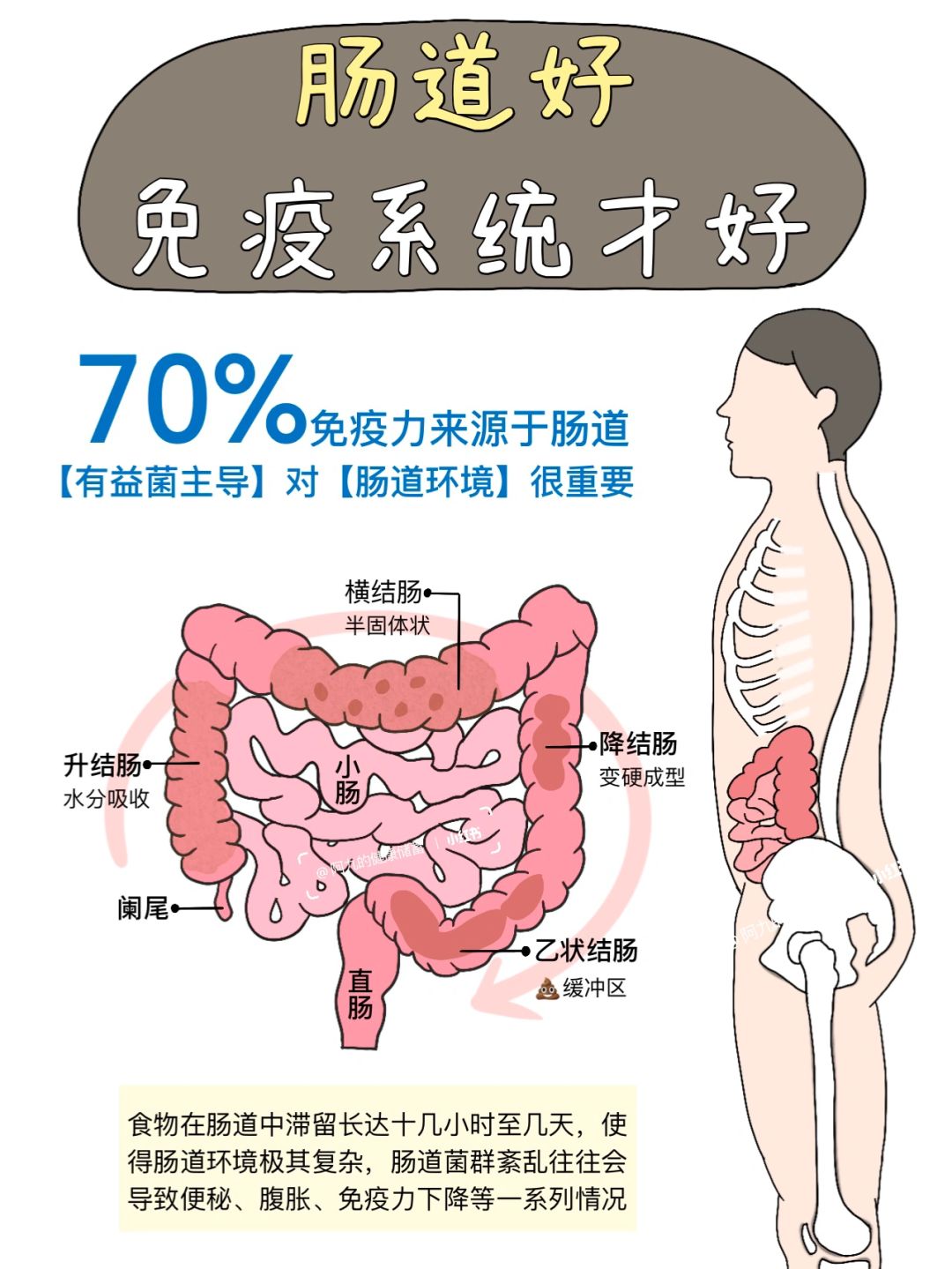 失敬了，肠道对于免疫系统这么重要⁉️