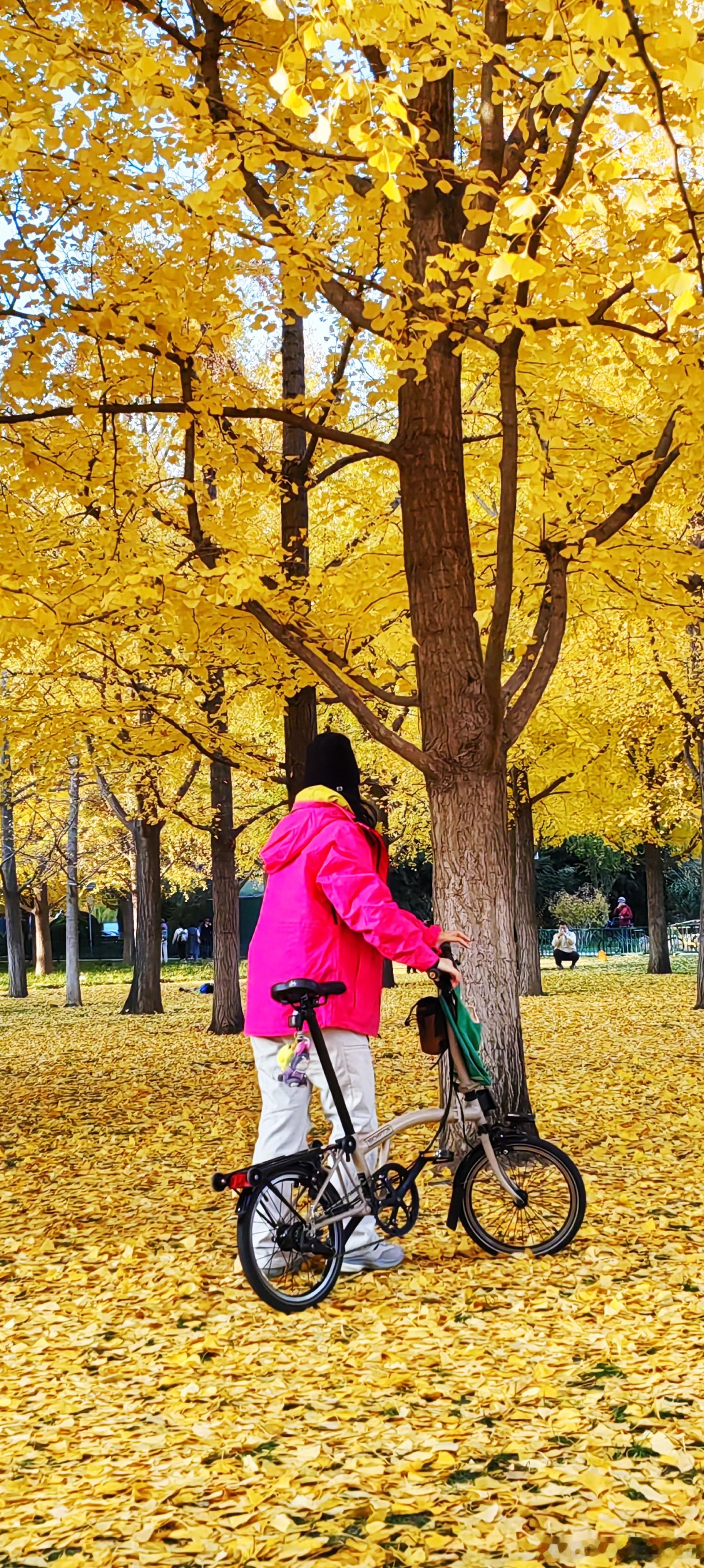 世纪坛银杏林，北京唯一在最佳观赏期银杏林，景美人少，没拍够银杏的小伙伴儿们快去打