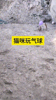 你瞅瞅这俩小猫，对着个紫气球你怼一下我怼一下，玩得热火朝天，那股子认真劲儿，看得