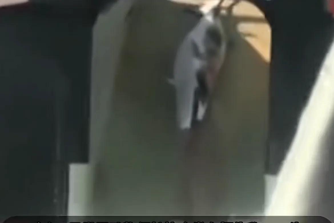 触目惊心！血腥！日本屠杀海豚和鲸。近日，日本和歌山县太地町渔民捕获10头灰海豚。