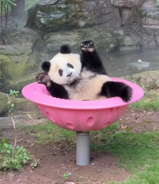 三妹窝投降了