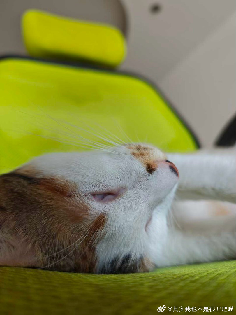 50516【丑猫】zzz 