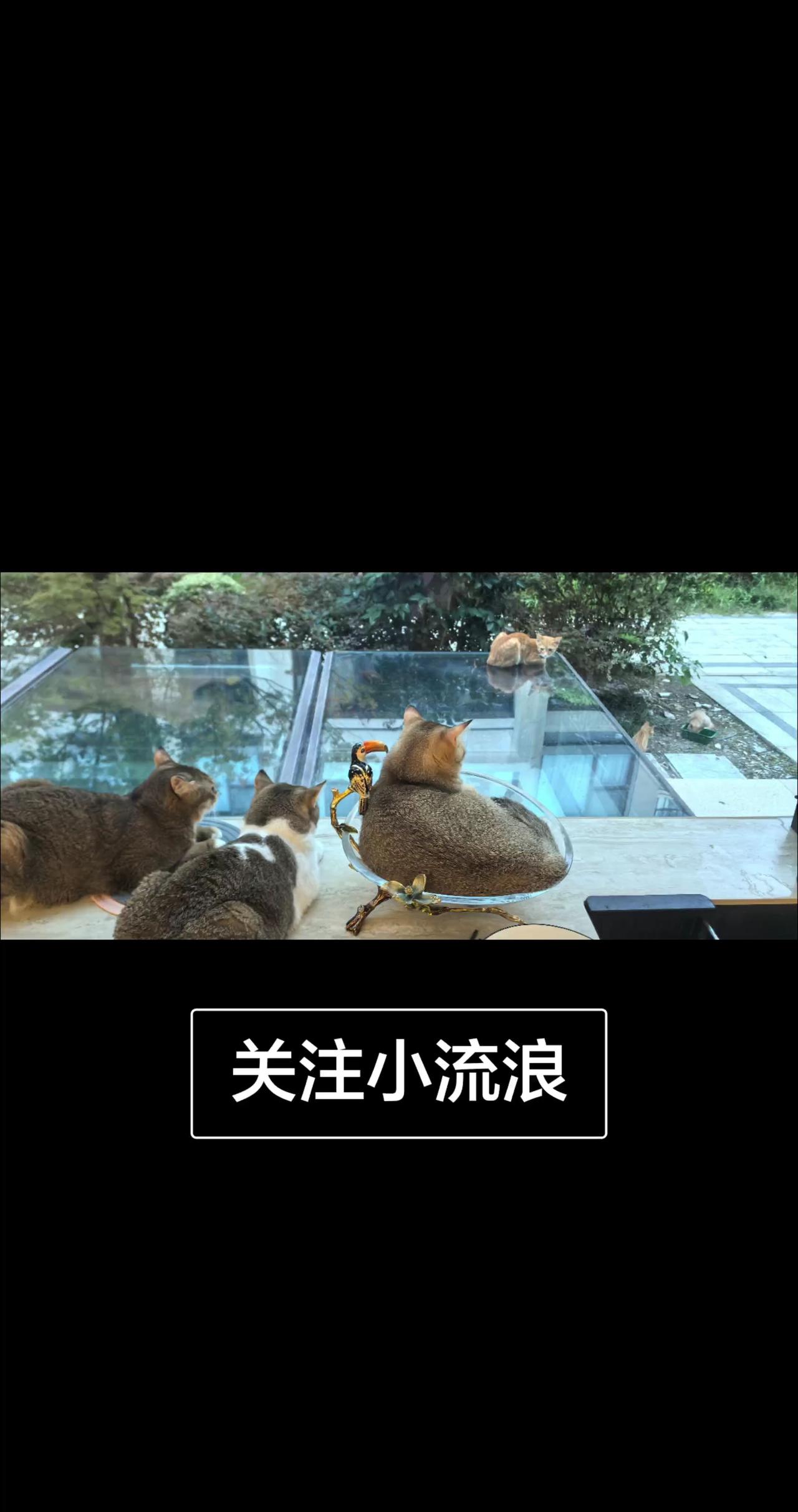 猫咪之间的特殊互动 猫界大战 会打架的小猫 猫咪的世界 猫咪的自然天性