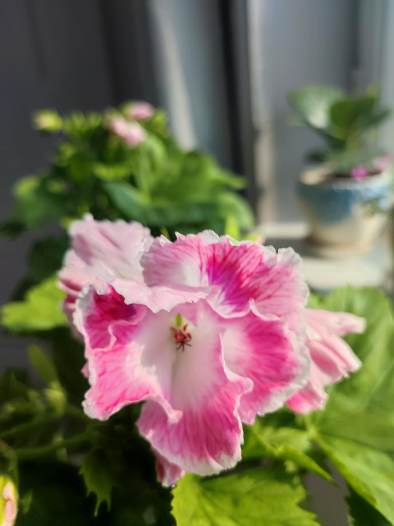 三八咱可不会矫情，
也不会生气老公不买这那，
都是自家的钱，
干啥非的经老公的手