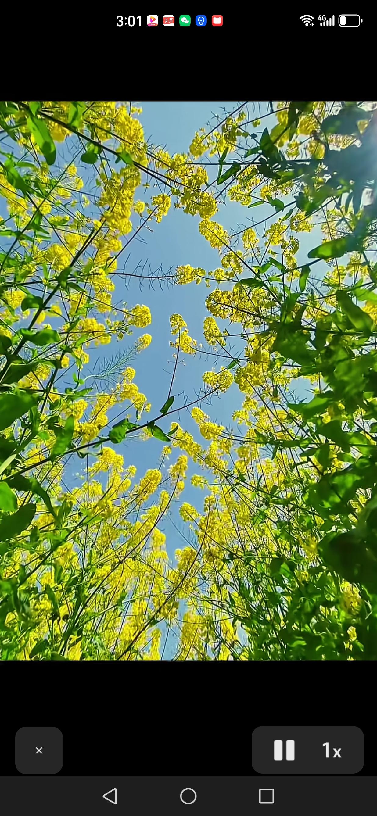 分享一张你拍的油菜花随手拍～