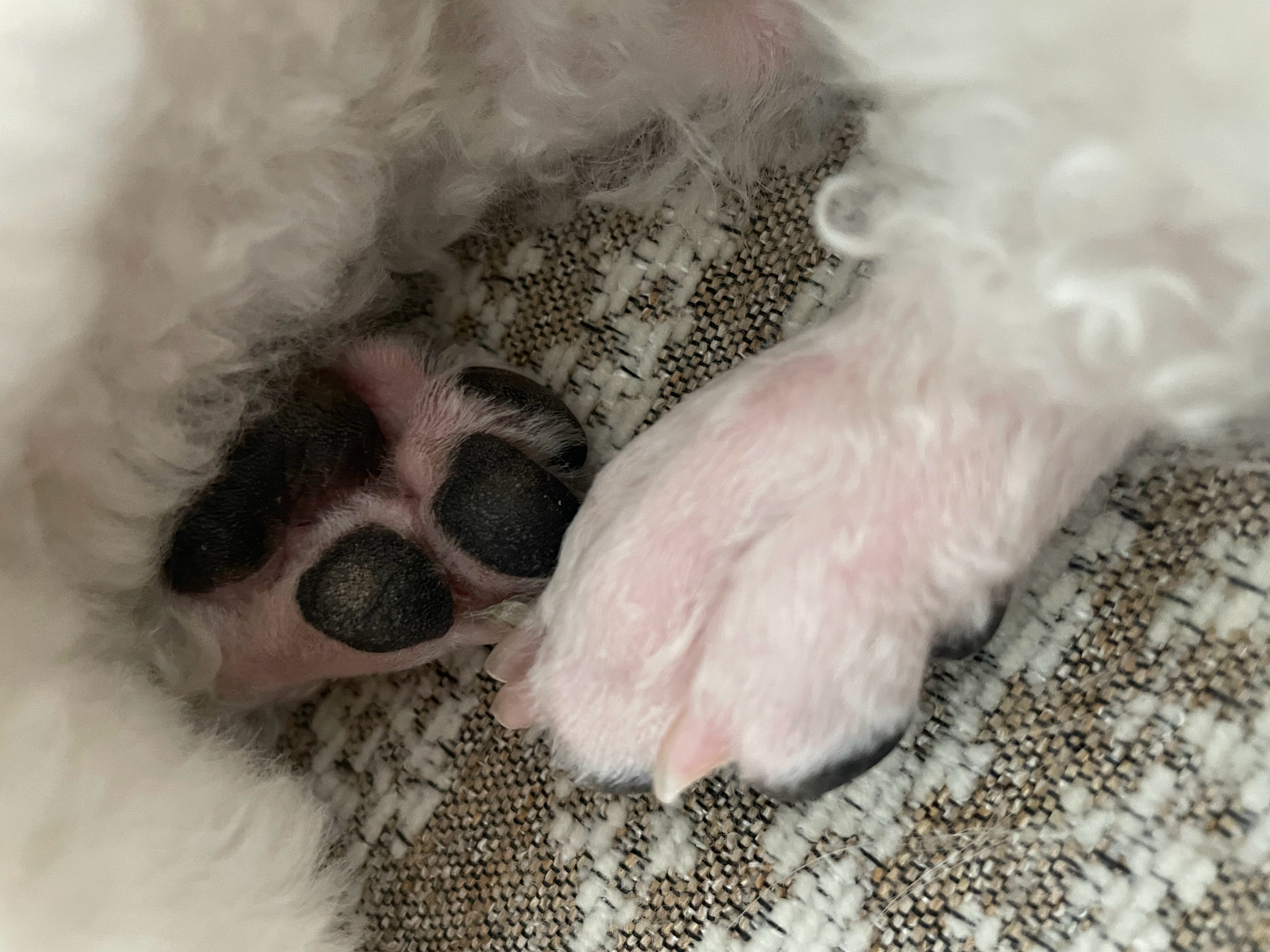 小狗和他的小黑爪子🐾 