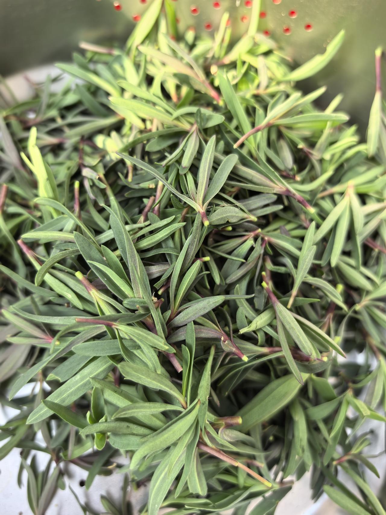 山菜。准备水煎包。我说我是挖菜达人的话有人争吗？新车入手4月15号才一年，快一万