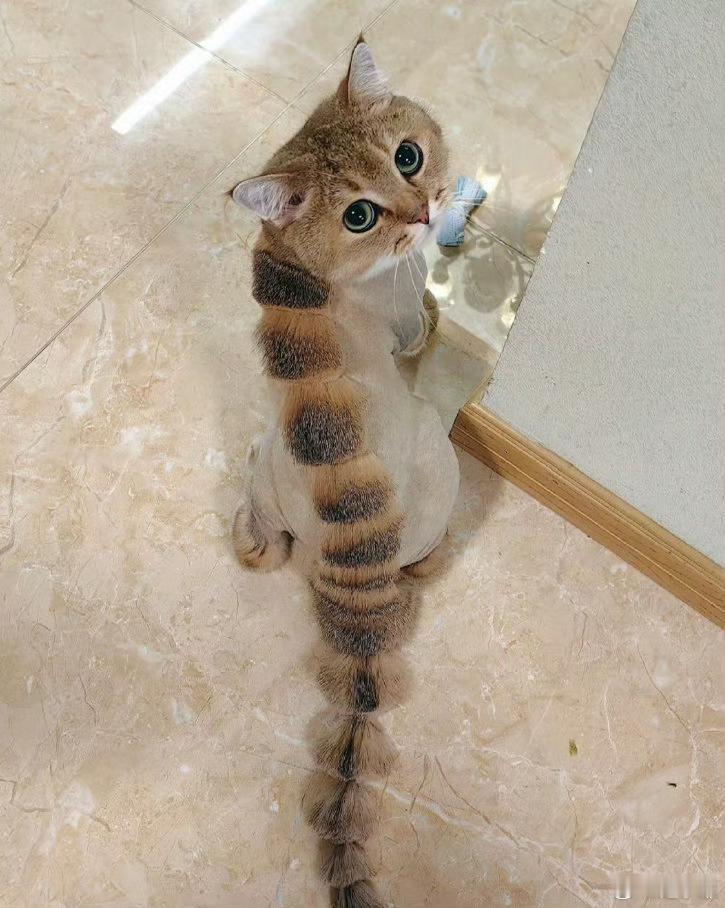 猫咪秒变怪兽 ​​​