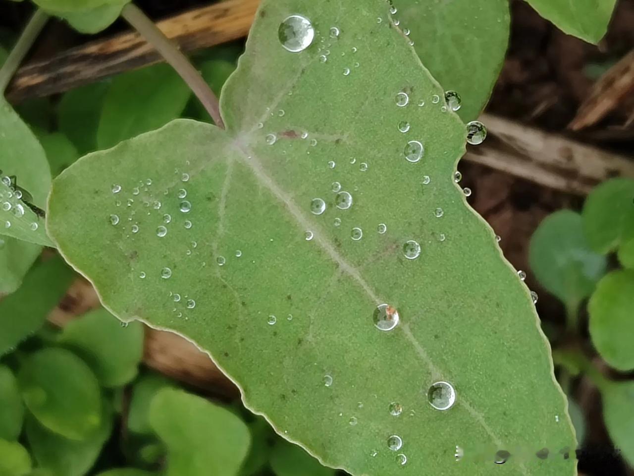 扛板归（学名：Persicaria perfoliata (L.) H. Gro