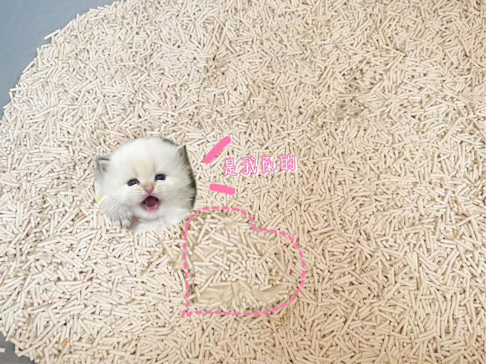 记录第一个会用猫砂的乖宝我们小白超棒der#金点##英国长毛猫# ​​​