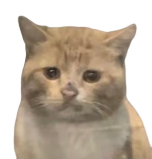 所有人感受！😿 